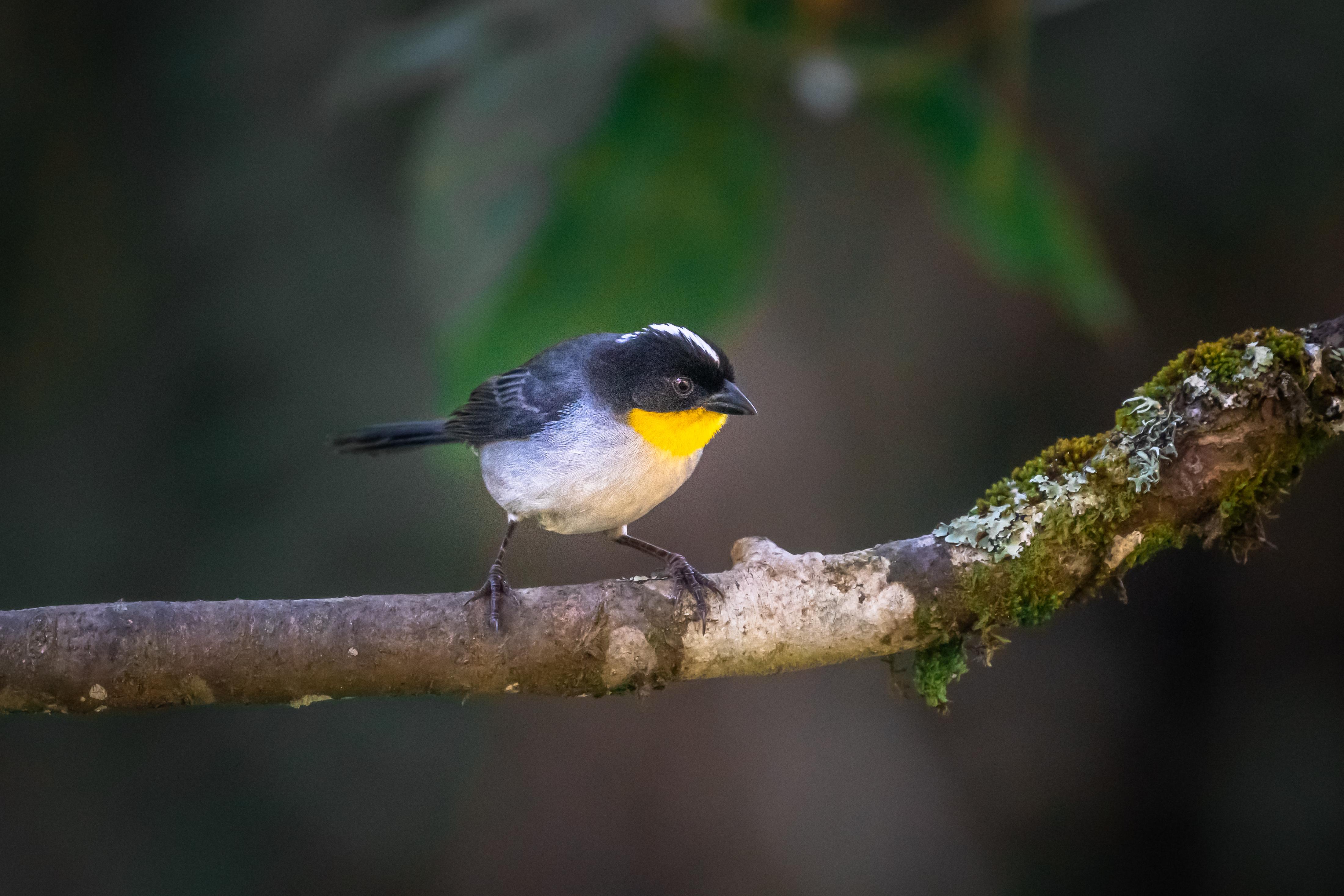 Dantica Cloud Forest Lodge San Gerardo de Dota Ngoại thất bức ảnh